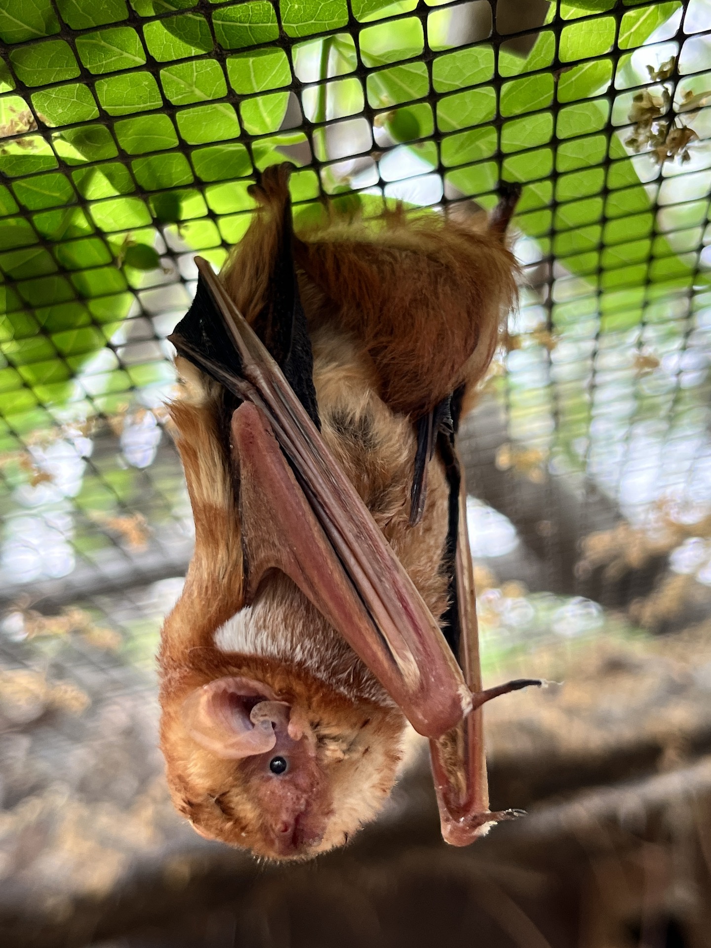 Image of a brown bat hanging upside down on a ceiling fence.