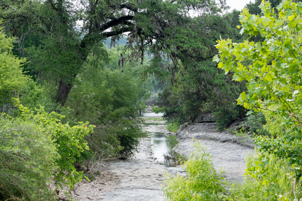 A stream runs through Pease Park, as the surrounding embankments have large trees rooted in them, leaning over the stream.