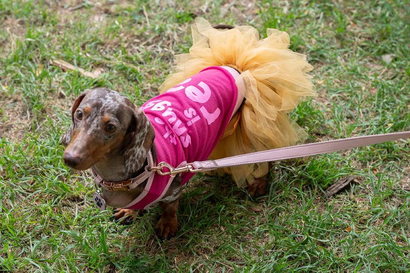 A dachshund wearing a pink shirt and a fluffy yellow tutu stands on a grassy area, looking up while leashed.