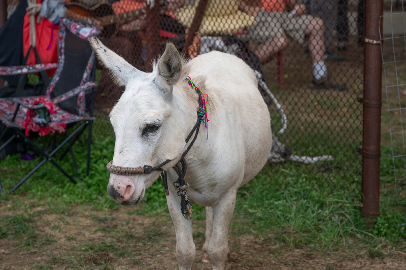 An image of a small, white donkey near a black fence looking at the camera at Eeyore's Birthday Party.